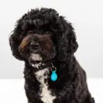Albie